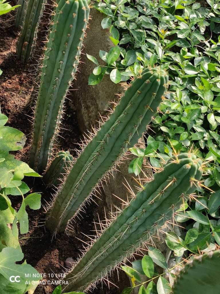 Trichocereus p kaktus kuzyn San Pedro z Peru plus gratisy
