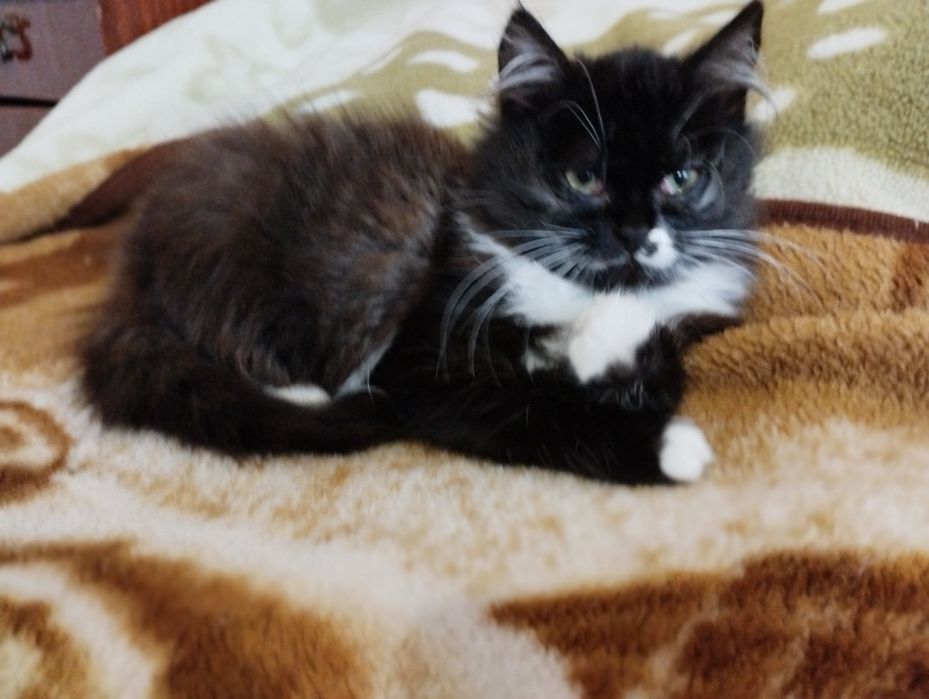 Кошенята, віддам в добрі руки