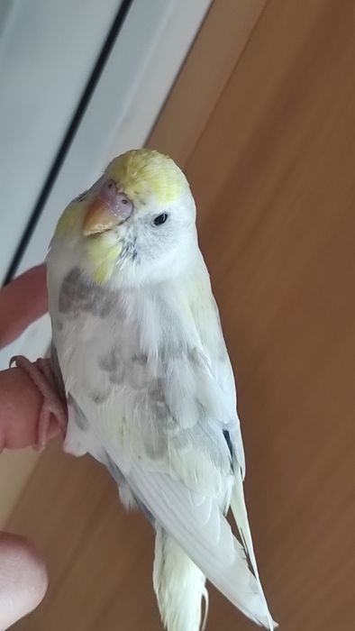 Хатні домашні улюбленці