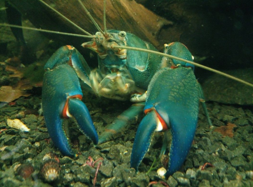 Австралийский рак-Cherax destructor Yabby.