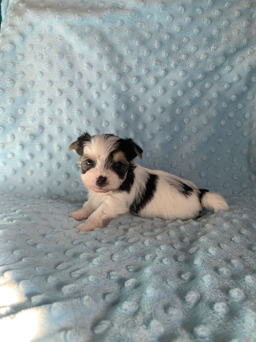 Samiec Yorkshire terrier biewer