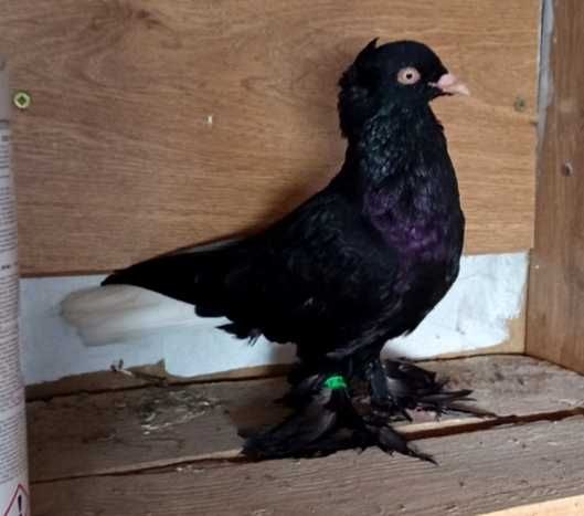 Wyszwany czarne para