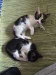 2 gatinhos bebes