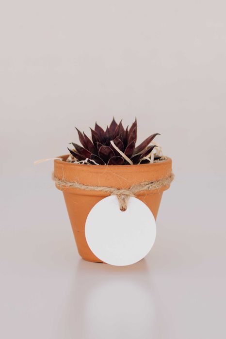 Lembrança suculenta vaso mini
