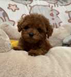 Menina caniche red brown teacup