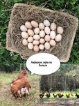 Jajka jaja od kur z wolnego wybiegu