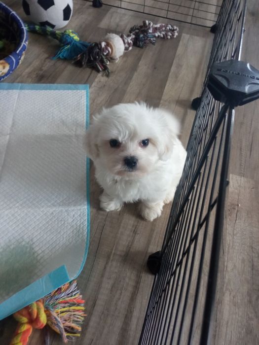 Maltańczyk mini suczka