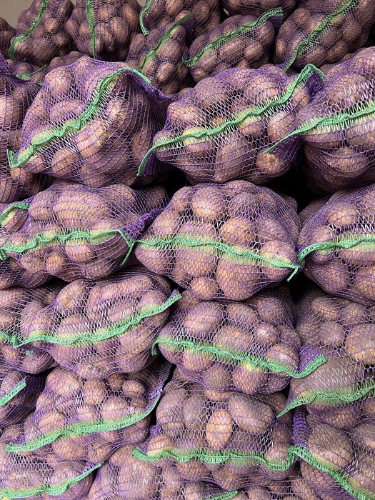 Велика та насінева кортопля сорту Коннект