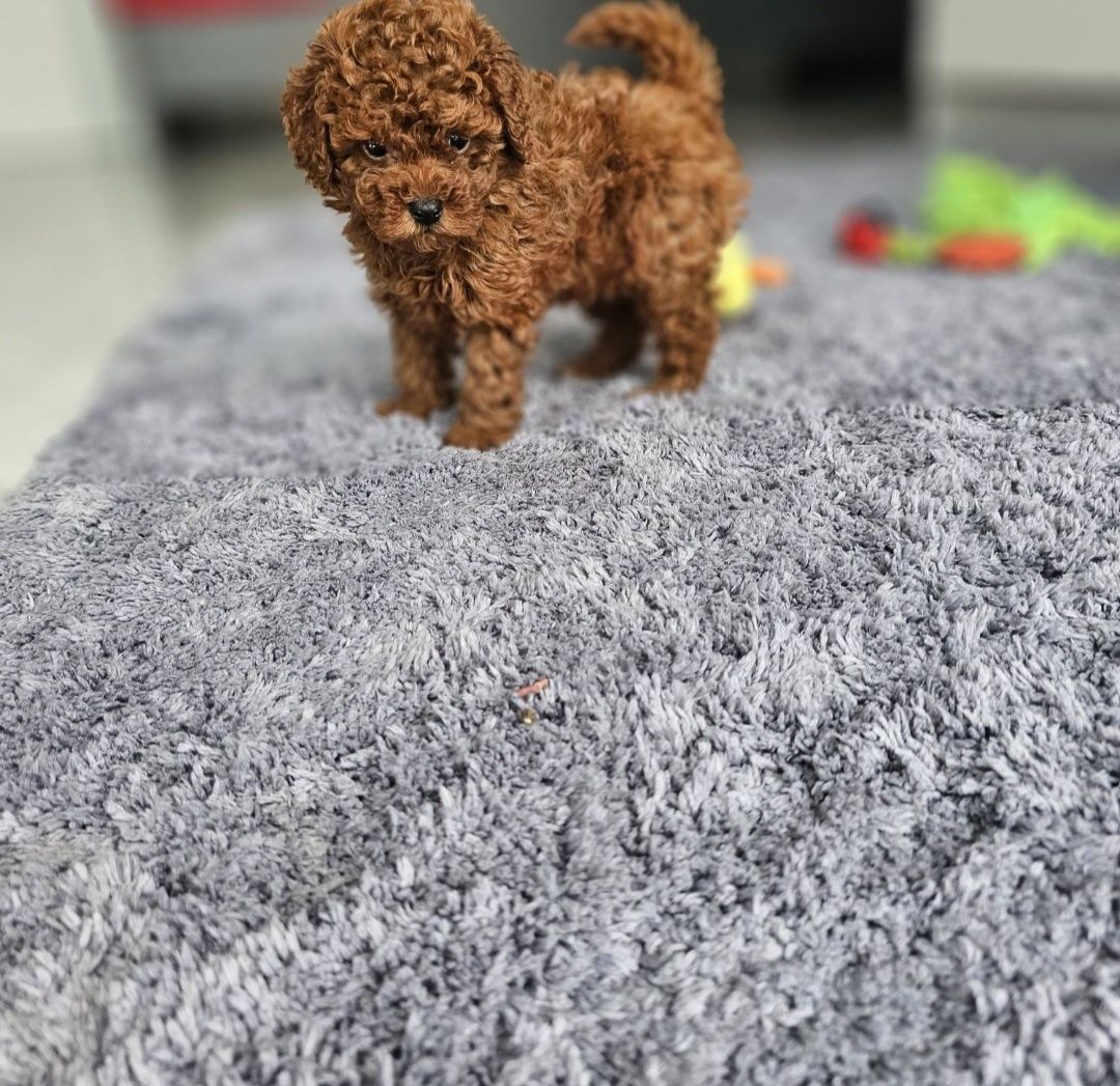 Pudel Toy Zjawiskowy Chłopczyk Red Brown