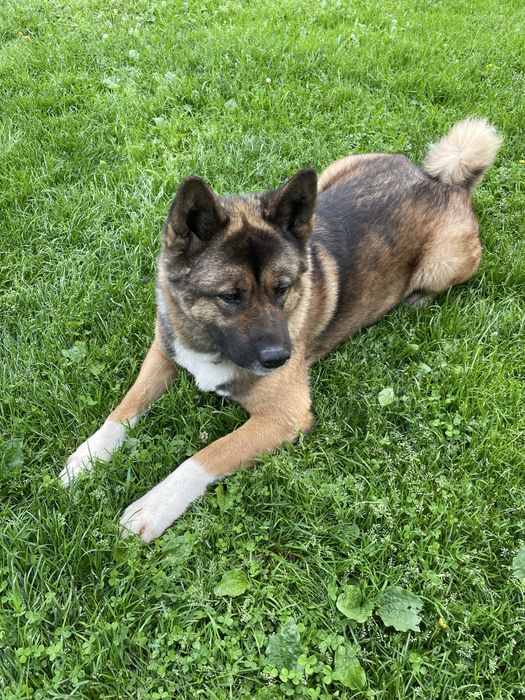 Вязка Акіти амеріканскоі шукаємо дівчинку для гарного хлопця