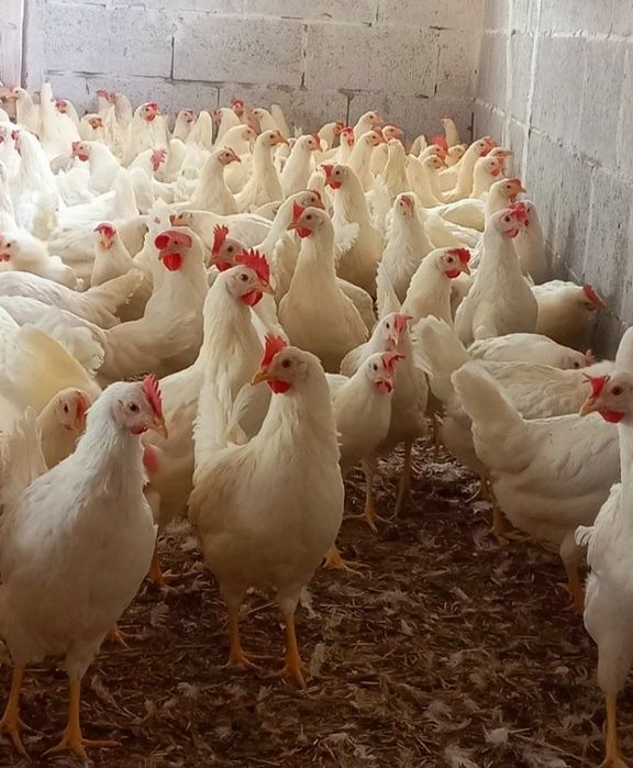 Kury Leghorn 23tyg Leghorny z jajkiem  Nioski