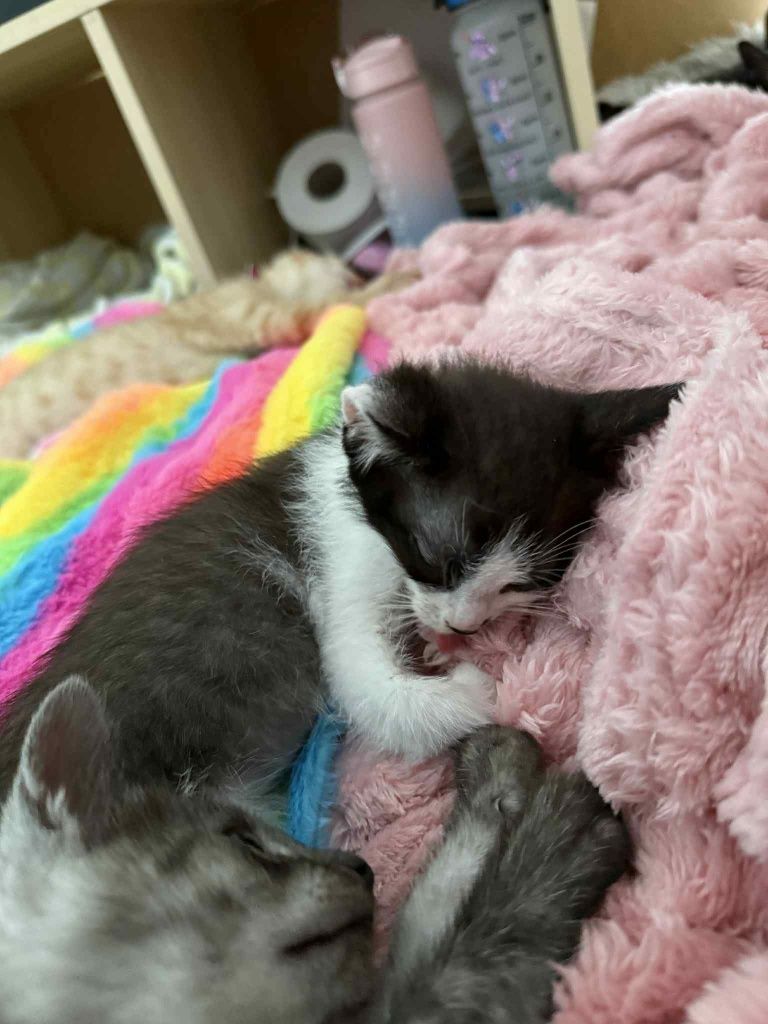 Trójka kociąt poleca się do adopcji!!