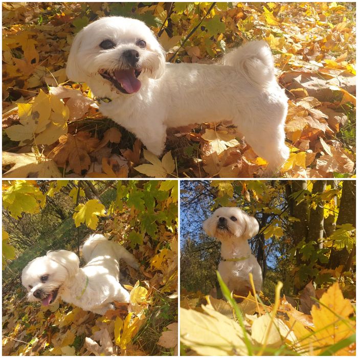 Мальтіпу хлопчик в'язка!!!