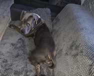 Oddam psa sunie rasy Amstaff