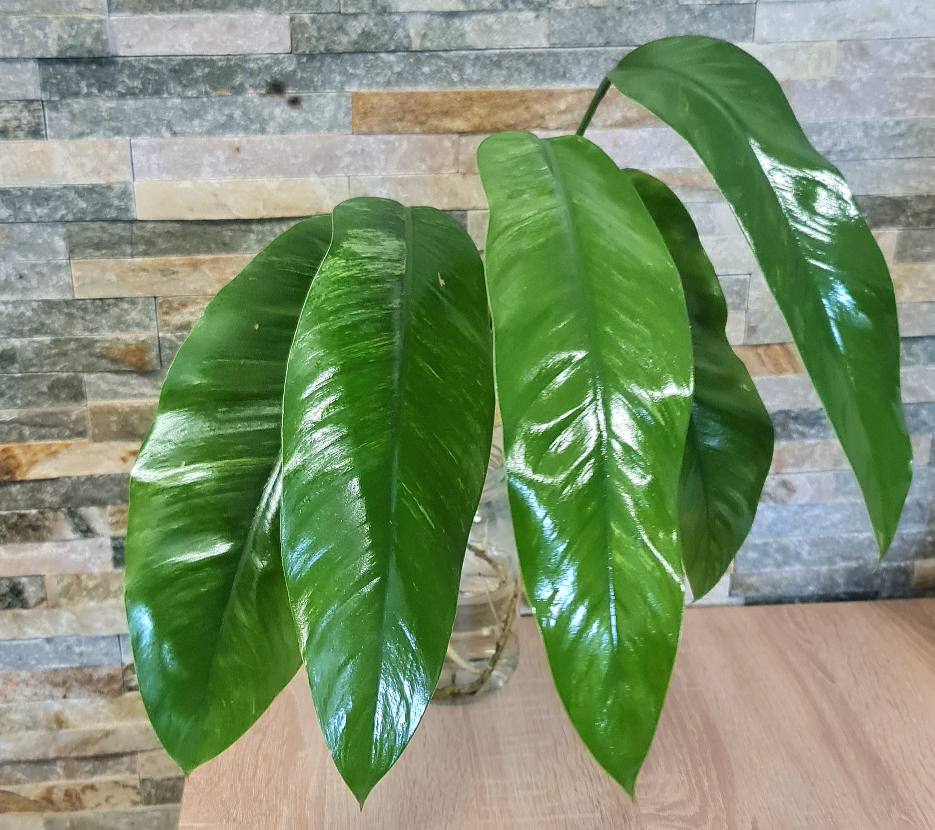 Epipremnum Giganteum marble var,5liści