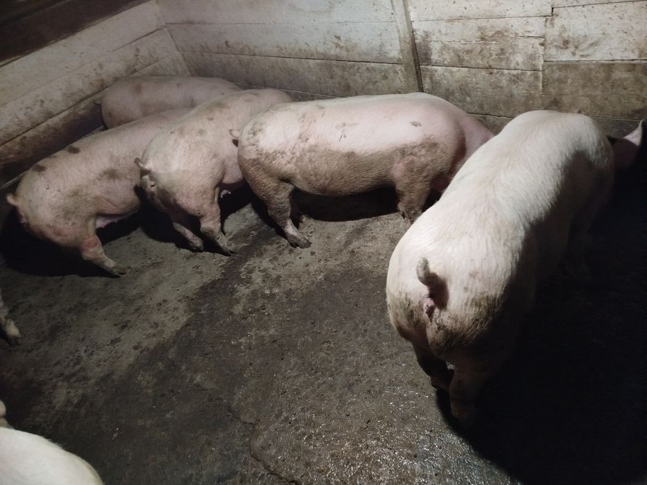 Свині живою вагою