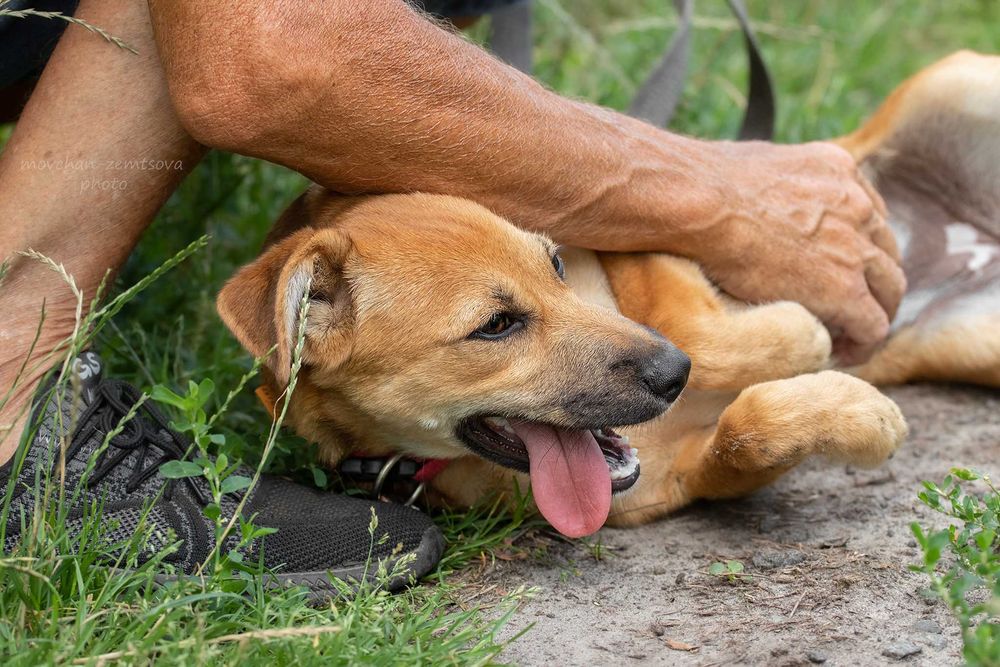 Неймовірної краси цуценя Джуді шукає родину