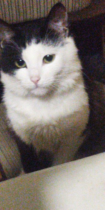 Отдам красивого котика в хорошие руки