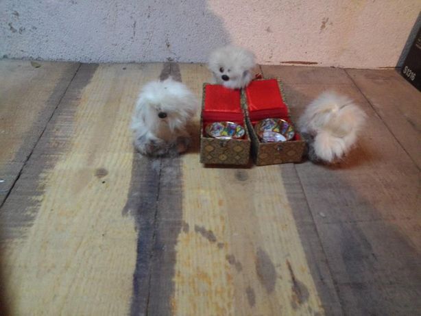 3 Cães Chineses com malgas