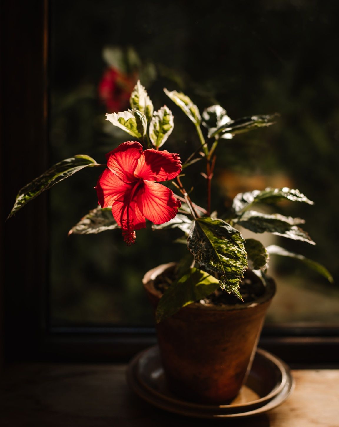 Hibiskus Variegata | Hibiscus rosa sinensis variegated - Snoow Queen