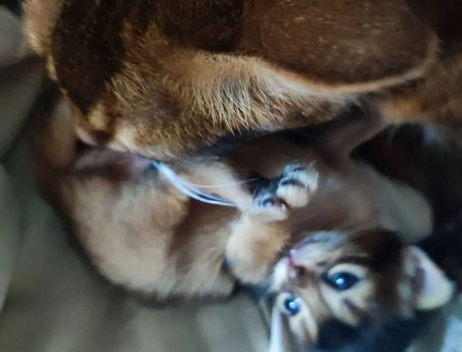 Сомали девочка, сомалийский котенок