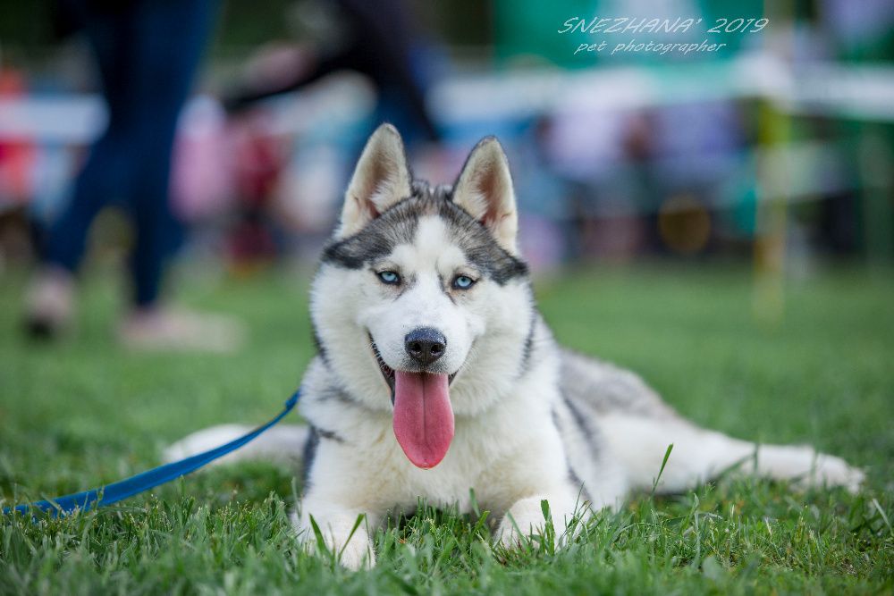 Щенок хаски