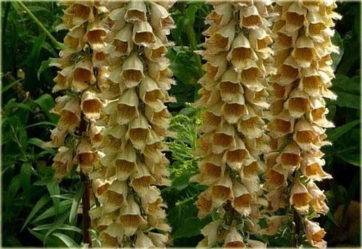 Naparstnica trojańska