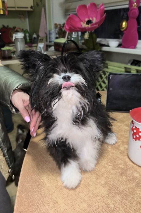 Мальчик чихуахуа йорк