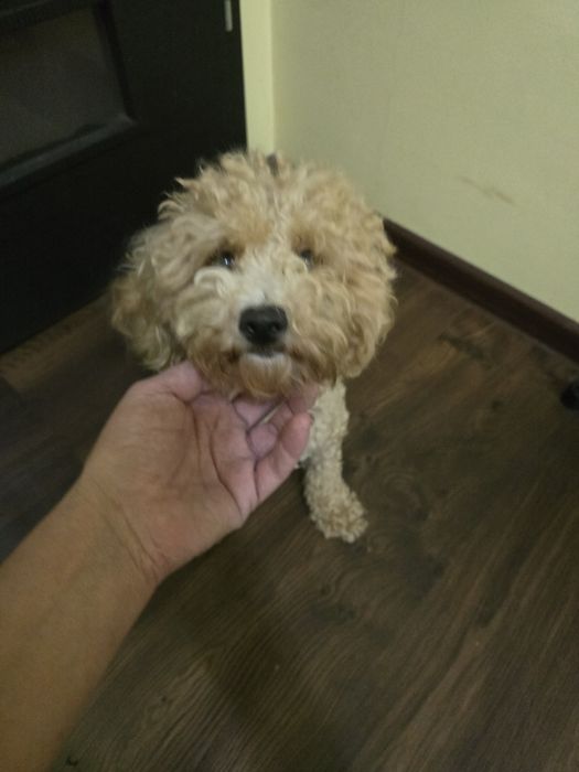 Bichpoo Poochon f1b  suczka pudel toy badania