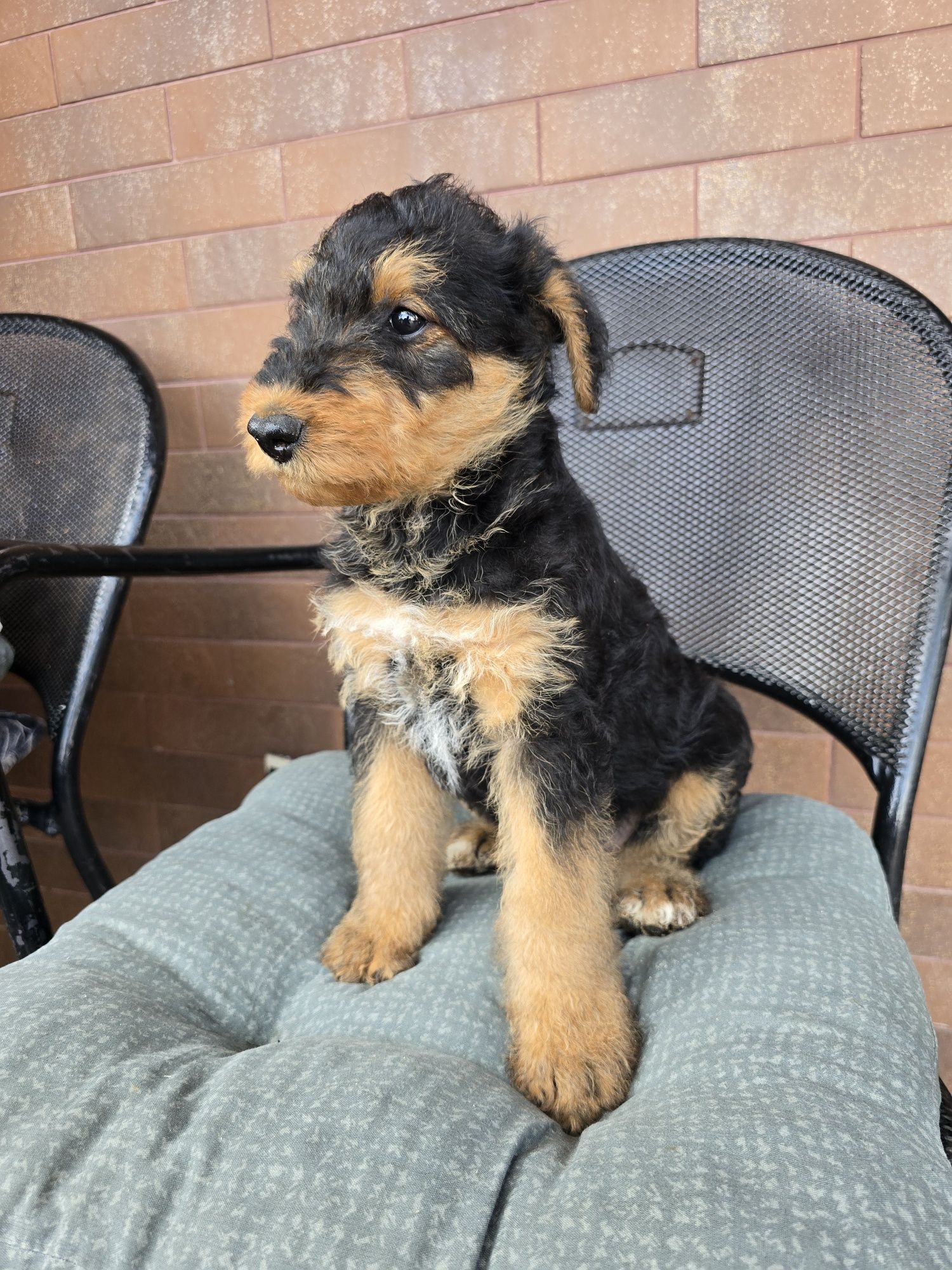 Airedale terrier szczeniak