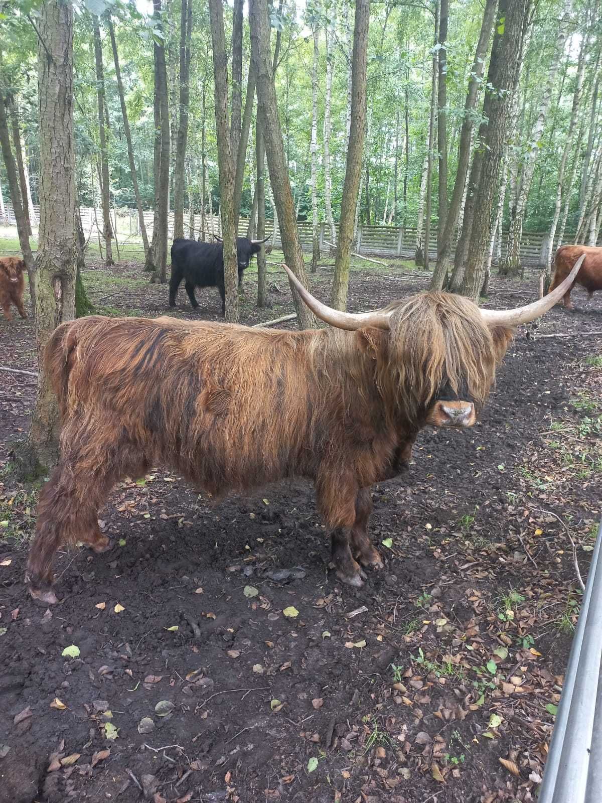 Highland Cattle 3 letni byczek