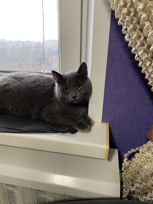 Віддам котенят в добрі руки.