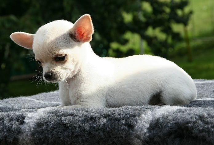 Royal Sublime Chihuahua