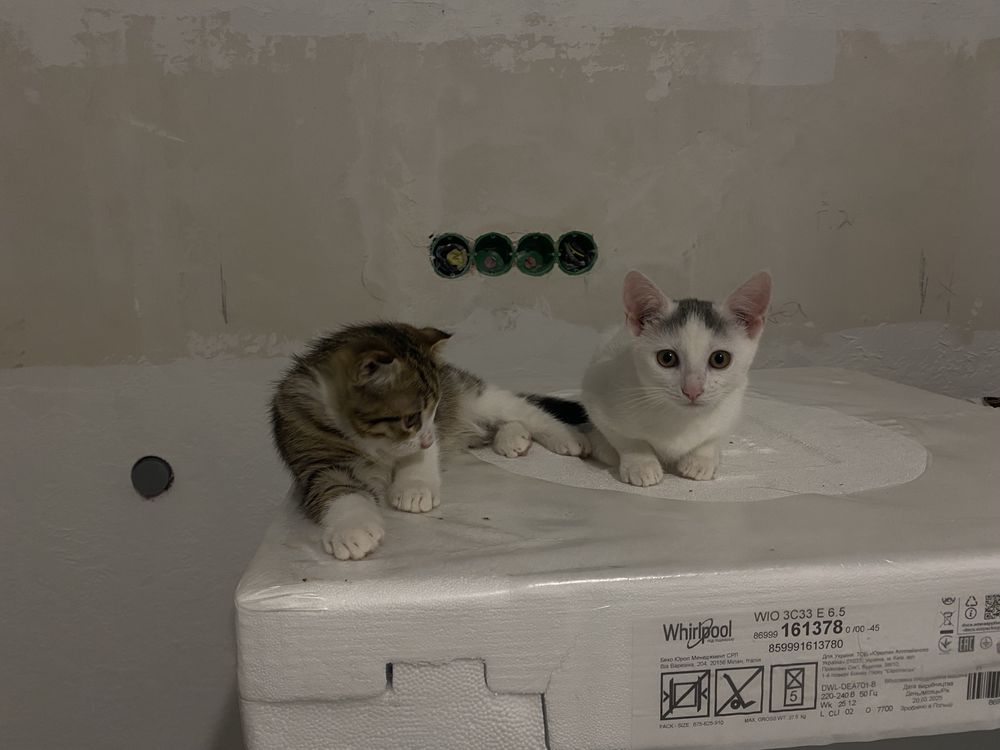 Котики віддам в хороші руки