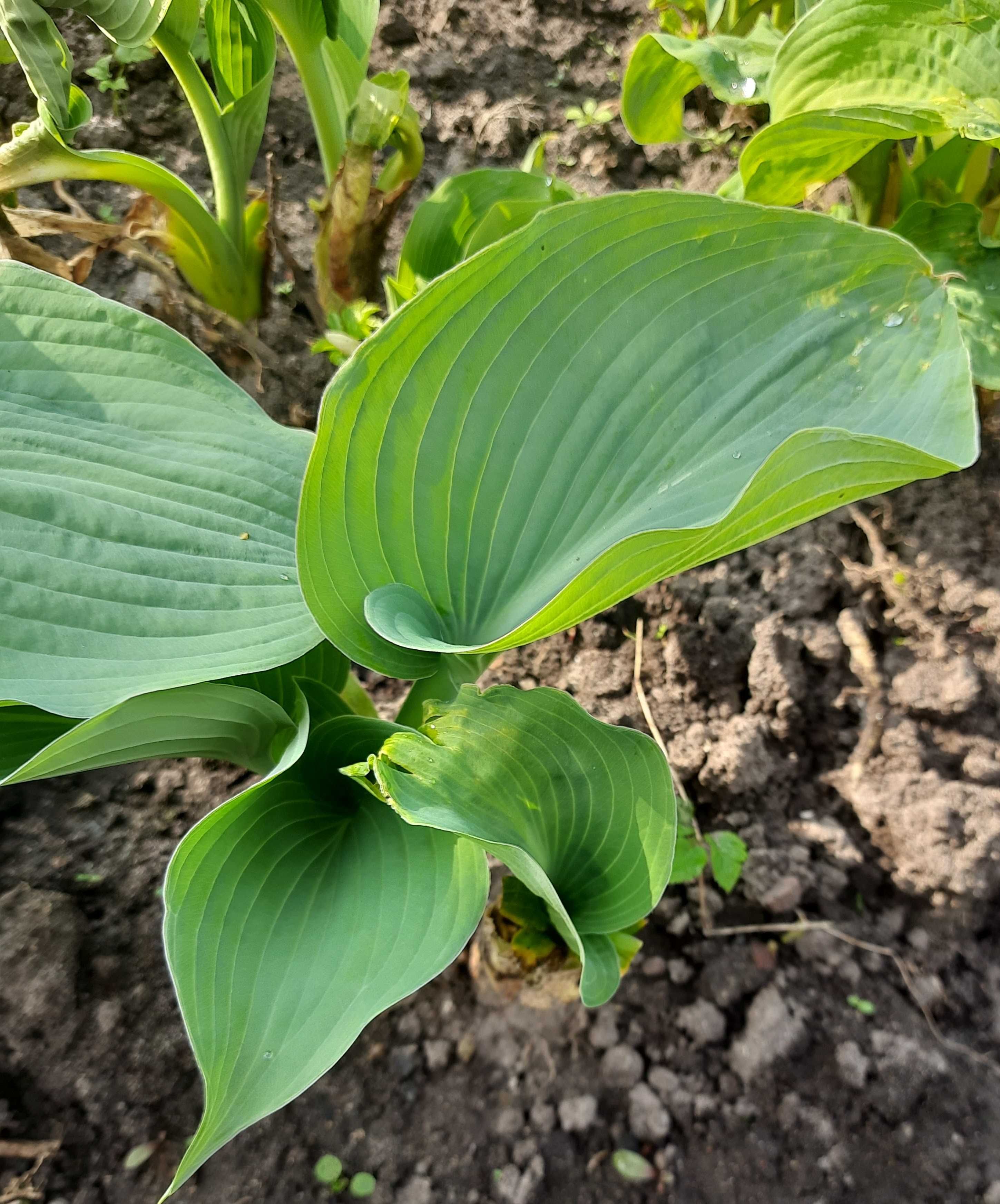 Funkia, hosta szmaragdowa o dużych liściach. Wysyłka