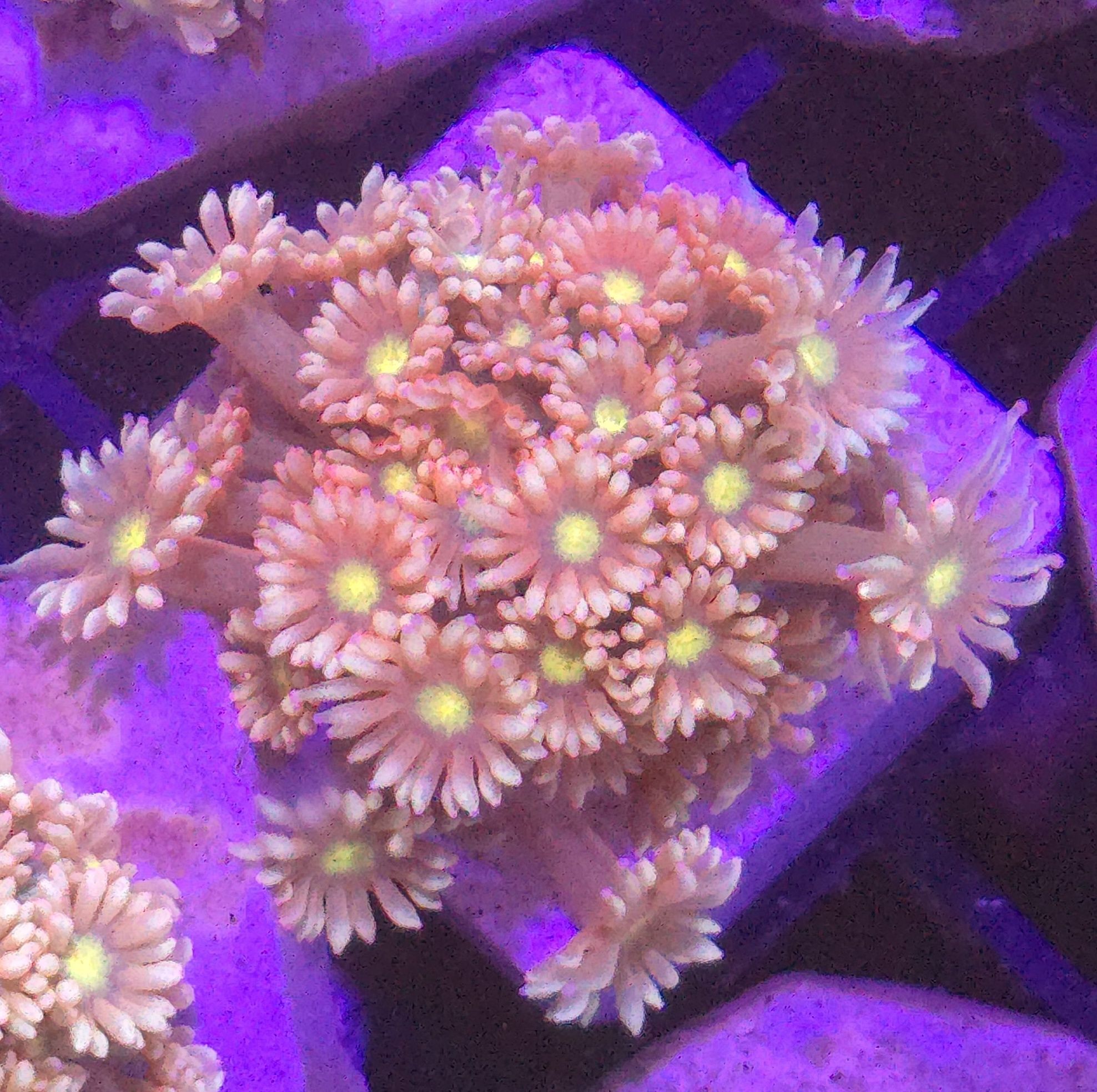 Goniopora Light Yelow Point MEGA FLUOLAMPS WYSYLKI