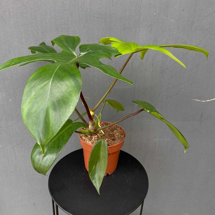 Philodendron Florida Green Filodendron Ogrzewacz w cenie