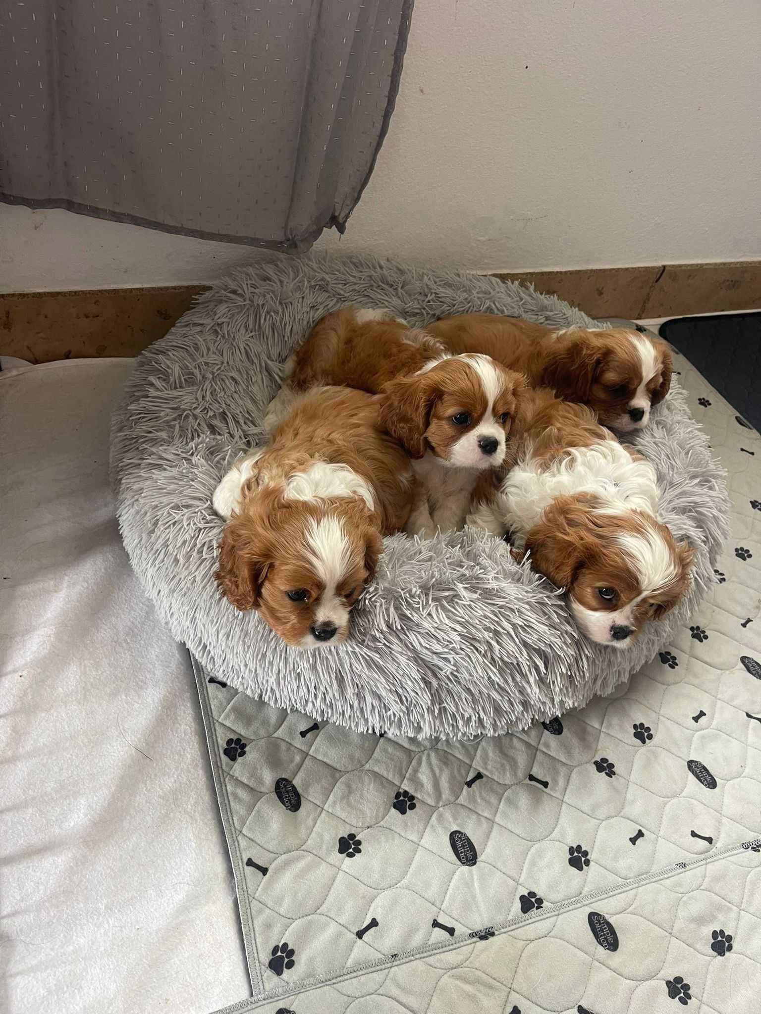 Cavalier King Charles