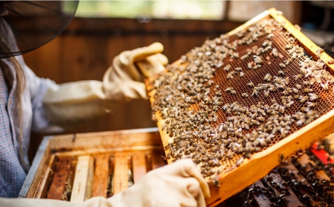 Продам бджоли на українських рамках