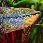 CASAL Gourami Pérola 12cm