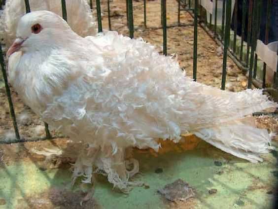 Vendo casais de pombos frisados brancos , lindos !