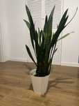 Kwiat języki teściowej Sansevieria trifasciata