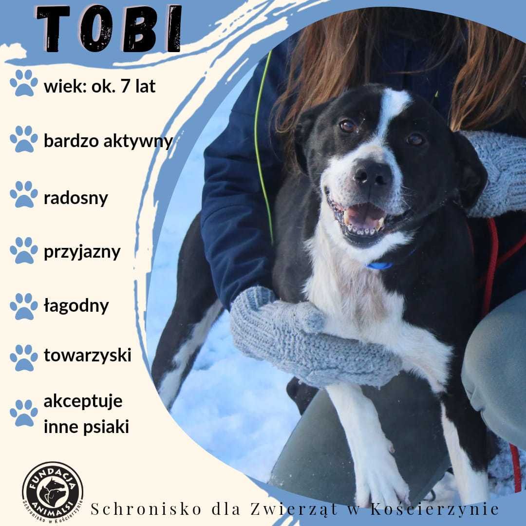 TOBI - wiecznie młody pies szuka domu