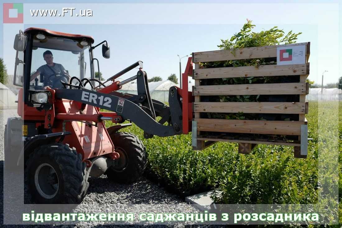 Саджанці ЖИМОЛОСТІ голубої від професійного розсадника ФруТек