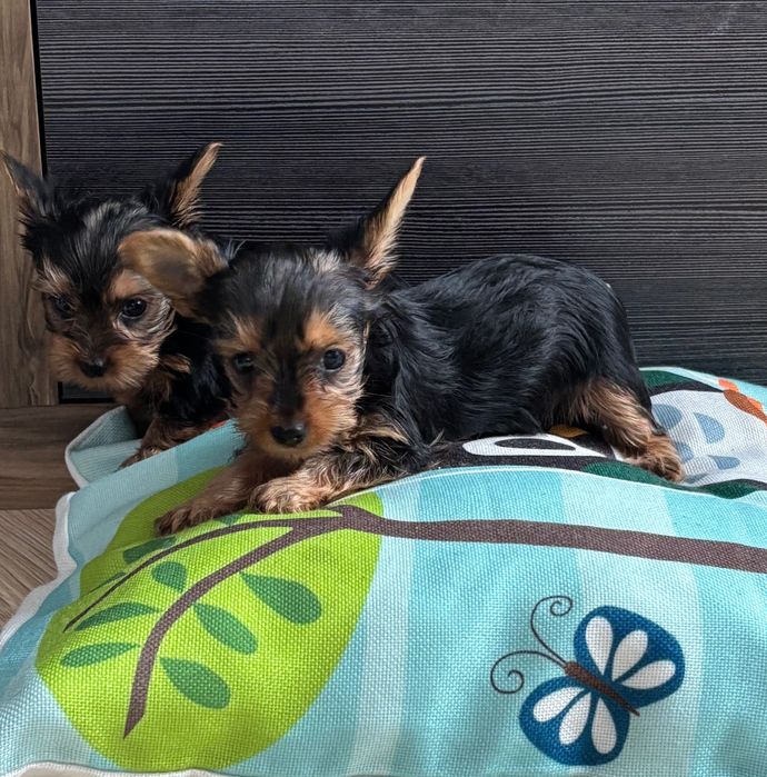 York - kochany rozrabiaka