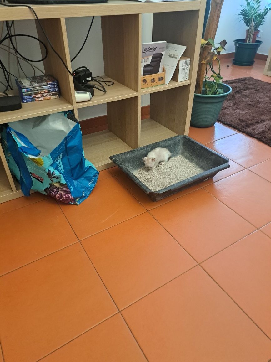 Gatinhos para adoção