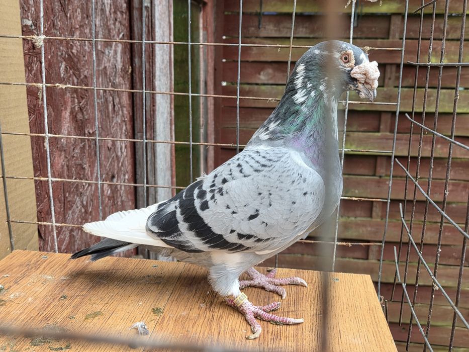 Samczyk staropolski 23r