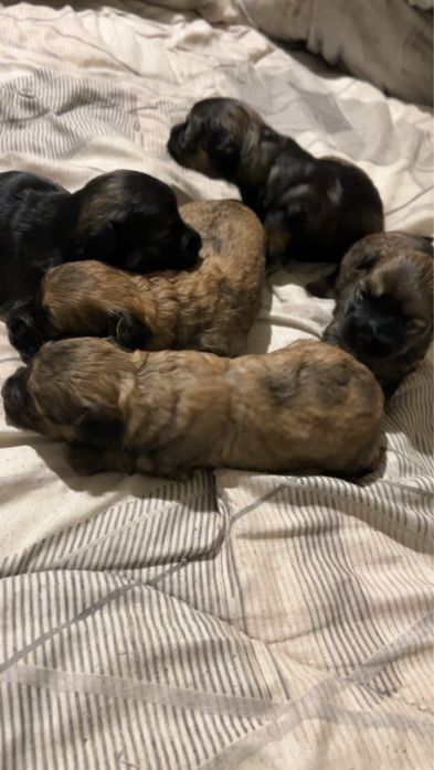 Wydam pieski w dobre rece