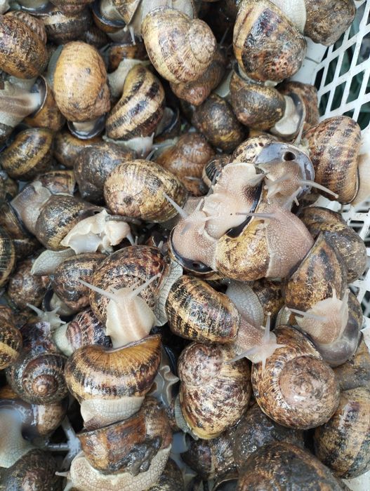 Живі равлики Максима продаж за кілограм