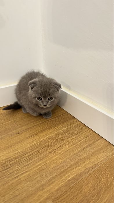 Femea scottish fold